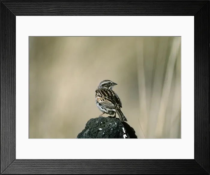 Framed Print : Sierra Madre Sparrow - La Cima - D. Federal - Mexico
