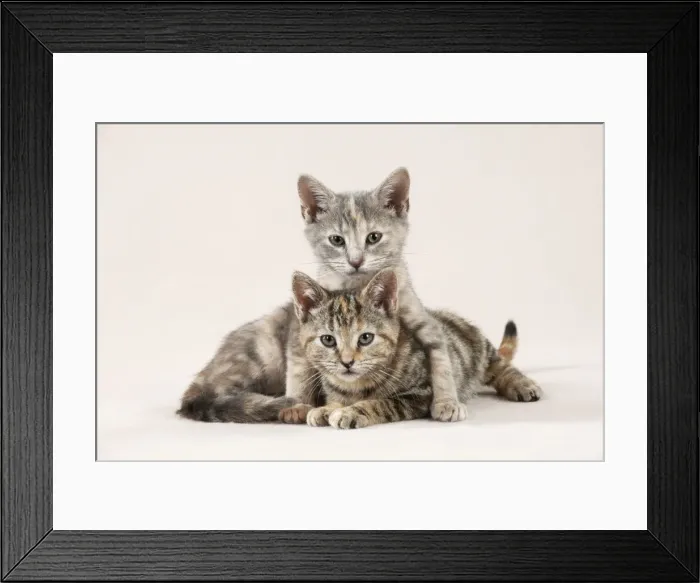 Framed Print : CAT - Kittens sitting together Framed Print : CAT - Kittens sitting together