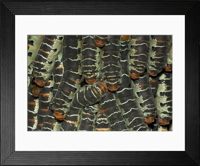 Framed Print : Giant Silk Worm Caterpillars - aggregation of fully grown caterpillars - tropical dry forest - Santa Rosa National Park - group together during the day on trunks - feed on foliage at night - Saturniidae family - Costa Rica Framed Print : Giant Silk Worm Caterpillars - aggregation of fully grown caterpillars - tropical dry forest - Santa Rosa National Park - group together during the day on trunks - feed on foliage at night - Saturniidae family - Costa Rica