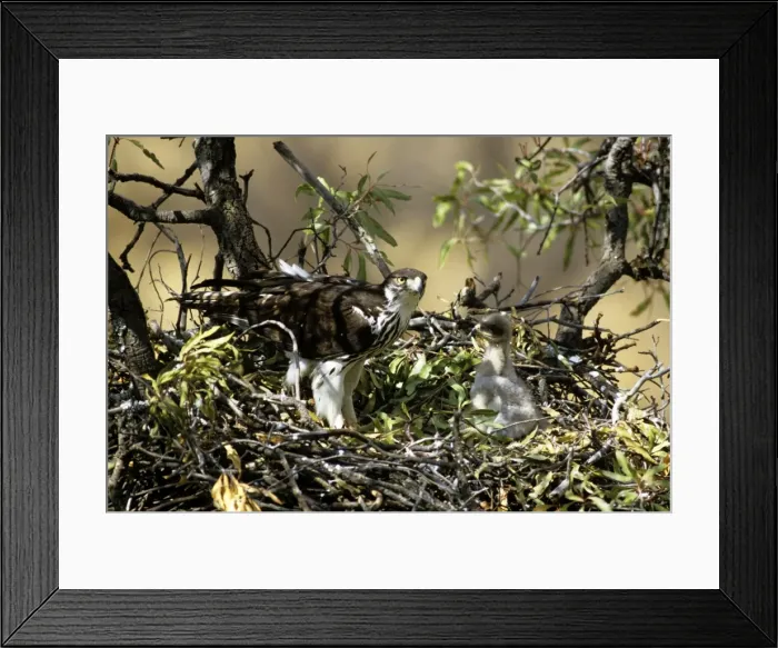 Framed Print : African Hawk Eagle - South Africa Framed Print : African Hawk Eagle - South Africa