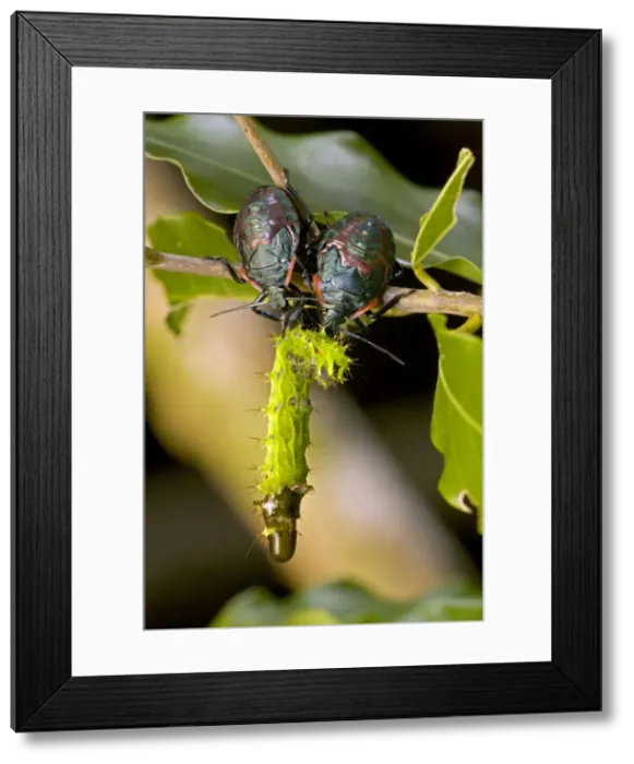 Framed Print : Pentatomid nymphs - eating Saturniid caterpillar (Copaxa moinieri) - Costa Rica - Order: Hemiptera - true bugs Framed Print : Pentatomid nymphs - eating Saturniid caterpillar (Copaxa moinieri) - Costa Rica - Order: Hemiptera - true bugs