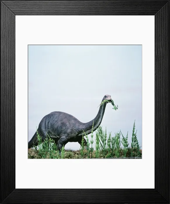 Framed Print : Prehistoric Reconstruction AH 57 Brontosaurus / Apatosaurus 65 ft long, Jurassic period, Sauropod. © Arthur Hayward / ardea. com Framed Print : Prehistoric Reconstruction AH 57 Brontosaurus / Apatosaurus 65 ft long, Jurassic period, Sauropod. © Arthur Hayward / ardea. com