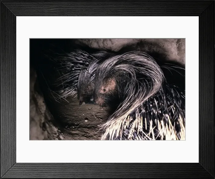 Framed Print : Cape Porcupine - in burrow - Botswana Africa Framed Print : Cape Porcupine - in burrow - Botswana Africa
