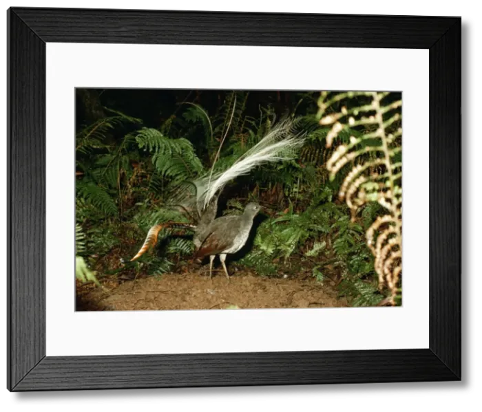 Framed Print : Superb Lyrebird HB 2942 Male with elevated tail, Australia. Menura novaehollandiae © Hans & Judy Beste / ardea. com Framed Print : Superb Lyrebird HB 2942 Male with elevated tail, Australia. Menura novaehollandiae © Hans & Judy Beste / ardea. com