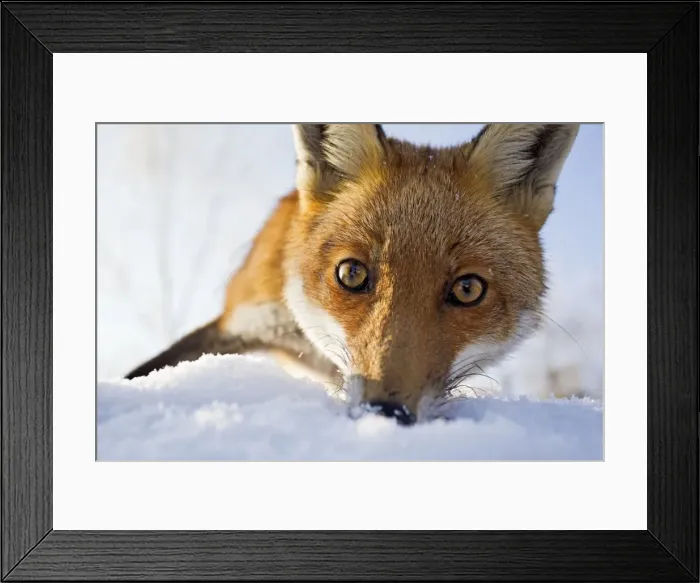 Framed Print : Red Fox - in snow close up - controlled conditions 15804 Framed Print : Red Fox - in snow close up - controlled conditions 15804