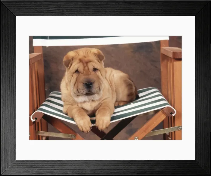 Framed Print : Shar Pei Dog JD 16593E On director's chair © John Daniels / ardea. com Framed Print : Shar Pei Dog JD 16593E On director's chair © John Daniels / ardea. com