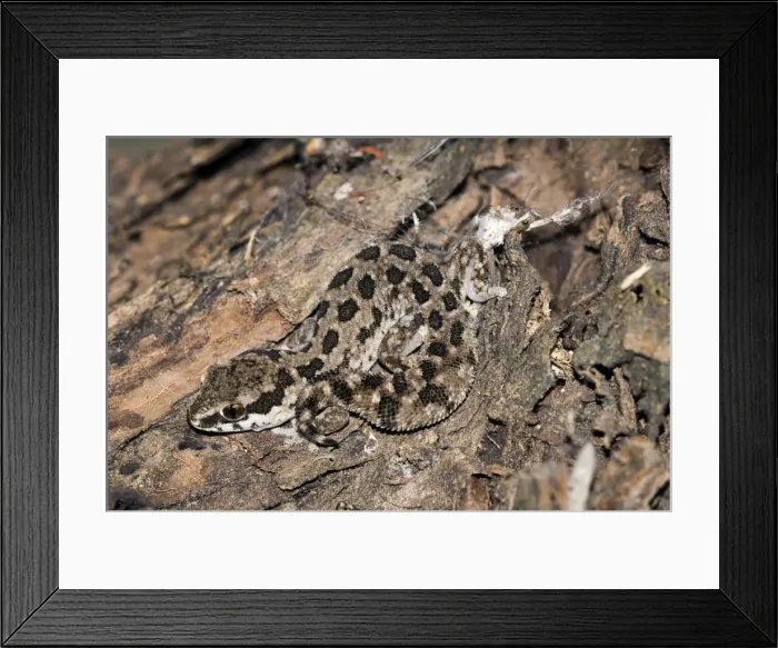 Framed Print : Spotted Gecko - nocturnal terrestrial predator of insects and spiders - Endemic in southern and eastern regions of South Africa - Habitat varied from fynbos and coastal bush to arid karroid veld - Grahamstown - Eastern Cape - South Africa Framed Print : Spotted Gecko - nocturnal terrestrial predator of insects and spiders - Endemic in southern and eastern regions of South Africa - Habitat varied from fynbos and coastal bush to arid karroid veld - Grahamstown - Eastern Cape - South Africa