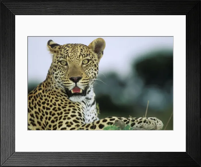 Framed Print : Leopard HAY 278 Botswana, Africa. Panthera pardus © Hayden Oake / ardea. com Framed Print : Leopard HAY 278 Botswana, Africa. Panthera pardus © Hayden Oake / ardea. com