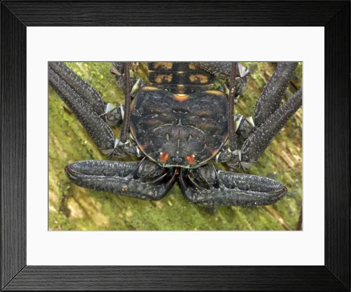 Framed Print : Tail-less whip scorpion - Amblypygid - tropical dry forest - Santa Rosa national park - Costa Rica Framed Print : Tail-less whip scorpion - Amblypygid - tropical dry forest - Santa Rosa national park - Costa Rica