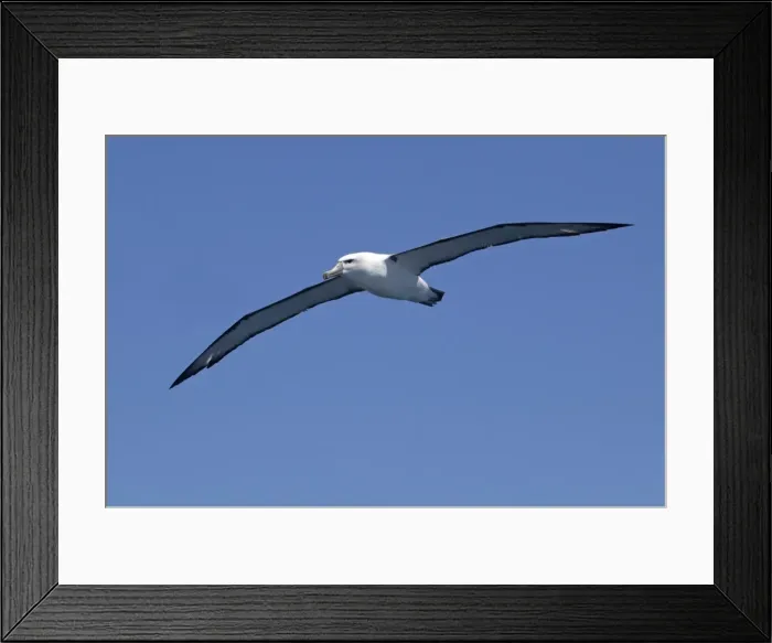 Framed Print : White-capped Albatross - in flight - offshore from Kaikoura, South Island, New Zealand
