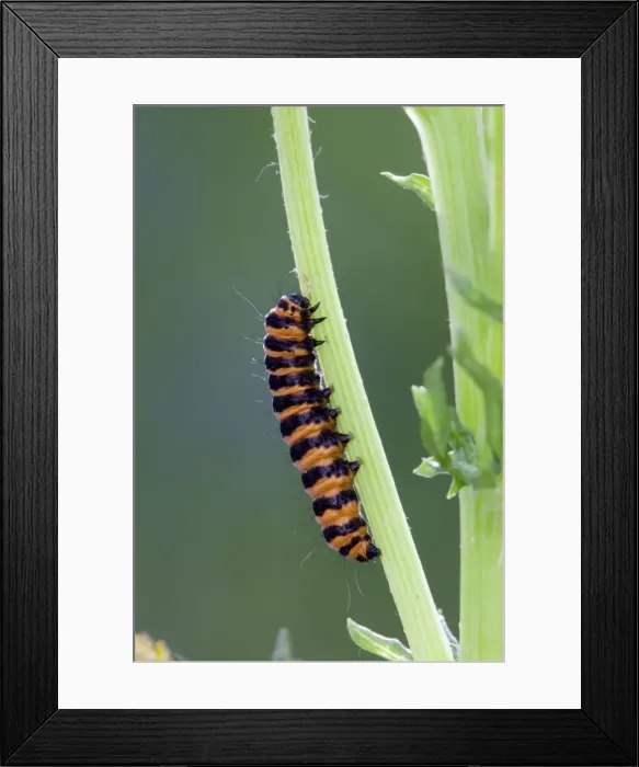 Framed Print : Cinnabar Moth Larva on a stem - UK Framed Print : Cinnabar Moth Larva on a stem - UK