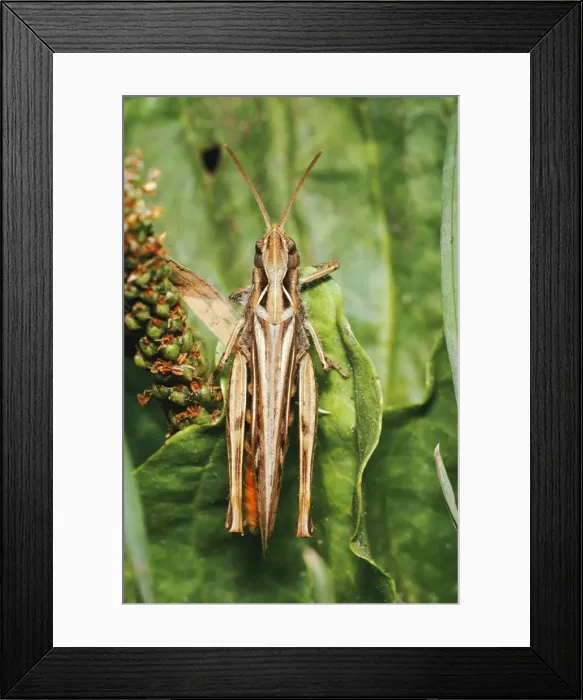 Framed Print : Common Field Grasshopper JLM-2629 Chorthippus brunneus © J. L. Mason / ardea. com Framed Print : Common Field Grasshopper JLM-2629 Chorthippus brunneus © J. L. Mason / ardea. com