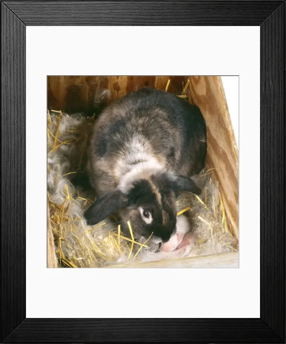 Framed Print : Rabbit - with young - 3 days old Framed Print : Rabbit - with young - 3 days old