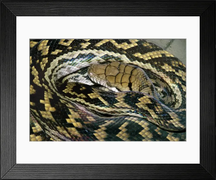 Framed Print : Amethyst / Amethystine / Scrub Python - close-up of head Framed Print : Amethyst / Amethystine / Scrub Python - close-up of head