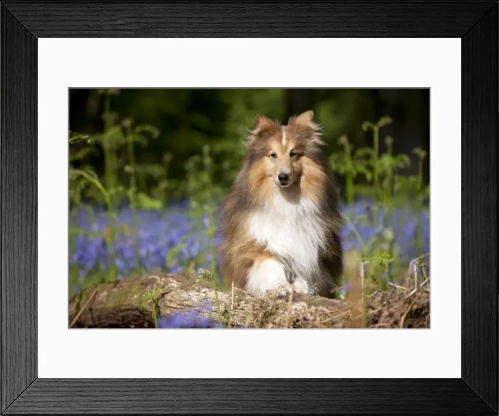 Framed Print : DOG - Shetland sheepdog standing in bluebells Framed Print : DOG - Shetland sheepdog standing in bluebells