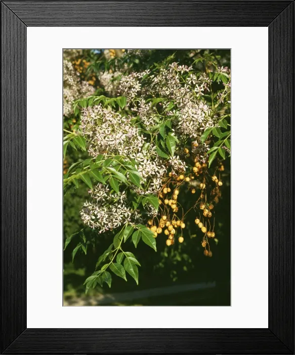 Framed Print : Bead Tree APP 4732 Melia azedarach © Allen Paterson / ardea. com Framed Print : Bead Tree APP 4732 Melia azedarach © Allen Paterson / ardea. com