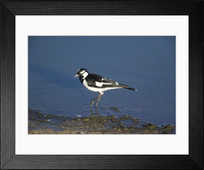 Framed Print : Magpie-lark - by water - Alice Springs Water Treatment Plant, Northern Territory, Australia Framed Print : Magpie-lark - by water - Alice Springs Water Treatment Plant, Northern Territory, Australia