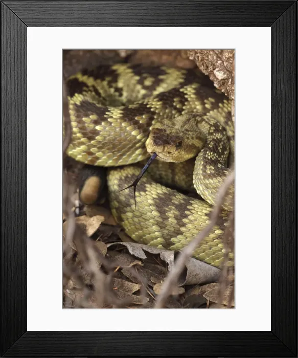 Framed Print : Black-tailed Rattlesnake - coiled showing rattle - smelling or tasting the air with its tongue - Chiricahua Mountains - Arizona - USA - Distribution: Texas -New Mexico and Arizona into central Mexico