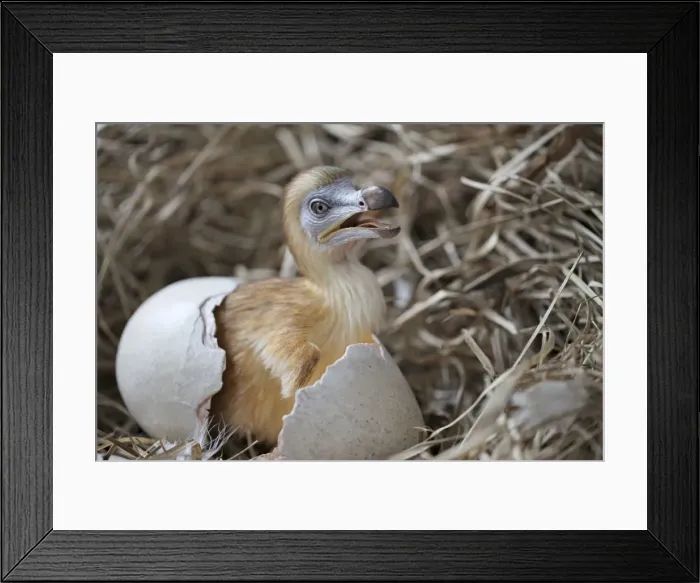 Framed Print : Dodo - chick just hatched in nest Framed Print : Dodo - chick just hatched in nest
