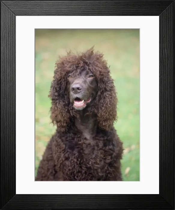 Framed Print : Dog - Irish Water Spaniel Framed Print : Dog - Irish Water Spaniel
