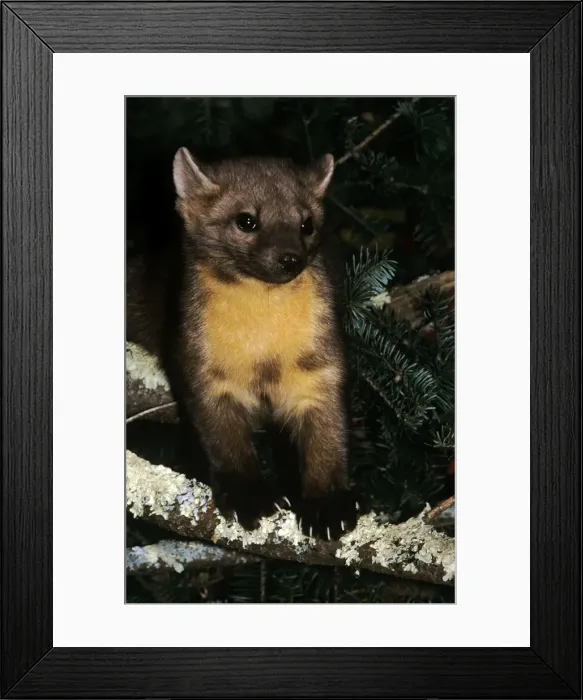 Framed Print : American Pine Martin Framed Print : American Pine Martin