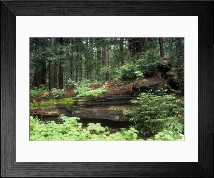 Framed Print : Coast Redwood - forest - Humboldt Redwoods State Park - Califonia USA Framed Print : Coast Redwood - forest - Humboldt Redwoods State Park - Califonia USA