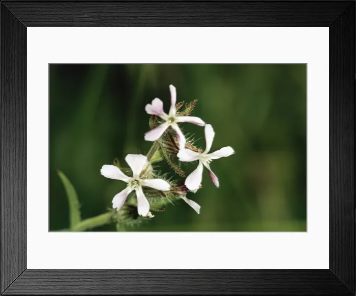 Framed Print : Windmill Pink JLM 1008 Small flowered catchfly Silene gallica © J. L. Mason / ardea. com Framed Print : Windmill Pink JLM 1008 Small flowered catchfly Silene gallica © J. L. Mason / ardea. com