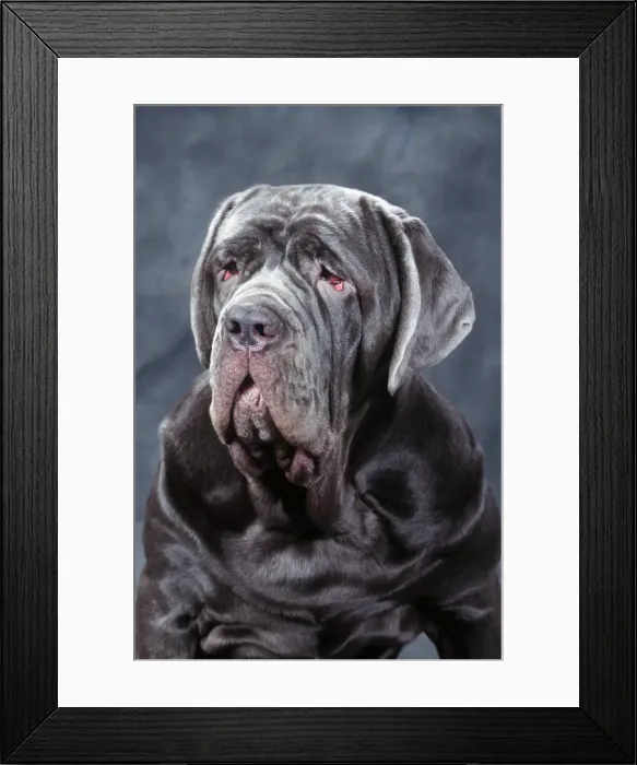 Framed Print : Neapolitan Mastiff Dog JD 10954E © John Daniels / ardea. com Framed Print : Neapolitan Mastiff Dog JD 10954E © John Daniels / ardea. com