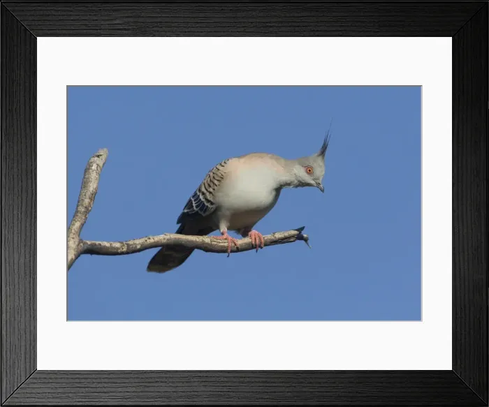 Framed Print : Crested Pigeon - near Ti Tree - Northern Territory - Australia Framed Print : Crested Pigeon - near Ti Tree - Northern Territory - Australia