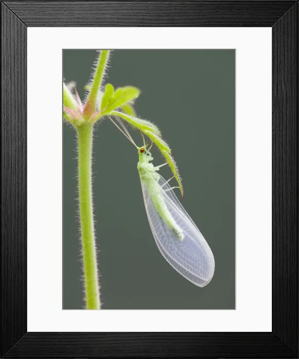 Framed Print : Green Lacewing - UK Framed Print : Green Lacewing - UK