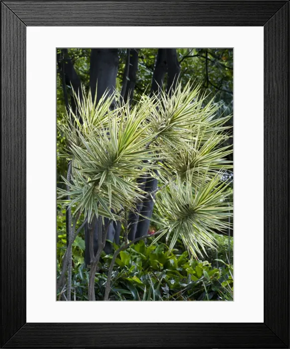 Framed Print : A slow growing tree / shrub originating from Madagascar - Botanical Gardens - Puerto de la Cruz - Tenerife - February Framed Print : A slow growing tree / shrub originating from Madagascar - Botanical Gardens - Puerto de la Cruz - Tenerife - February