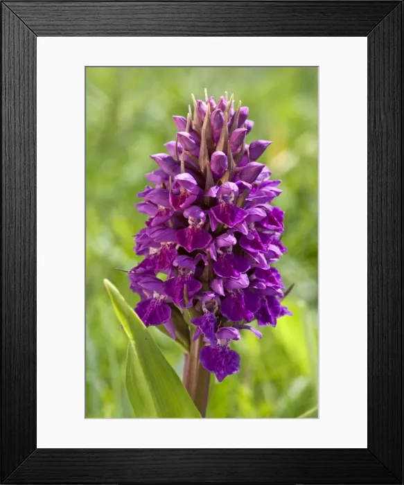 Framed Print : Northern Marsh-Orchid - close up of flower head - North Uist - Outer Hebrides - Scotland Framed Print : Northern Marsh-Orchid - close up of flower head - North Uist - Outer Hebrides - Scotland