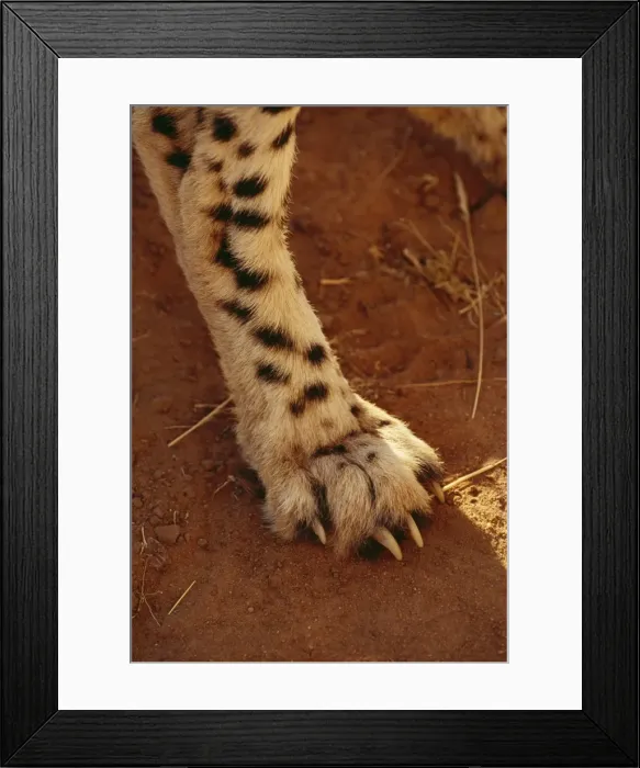 Framed Print : Cheetah CRH 222 Paw showing non-retractable claw, Botswana, Africa. Acinonyx jubatus © Chris Harvey / ARDEA LONDON Framed Print : Cheetah CRH 222 Paw showing non-retractable claw, Botswana, Africa. Acinonyx jubatus © Chris Harvey / ARDEA LONDON