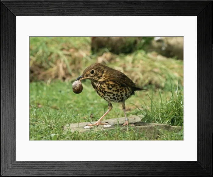 Framed Print : Song Thrush JD 16562 Using anvil to crack open Snail shell Turdus philomelos © John Daniels / ardea. com Framed Print : Song Thrush JD 16562 Using anvil to crack open Snail shell Turdus philomelos © John Daniels / ardea. com
