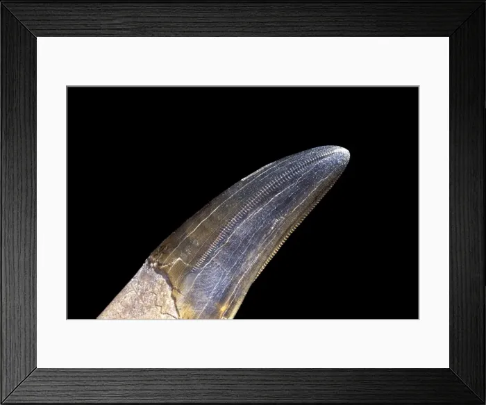 Framed Print : Dinosaurs - Theropods - Tyrannosaurus rex tooth Close-up of a front tooth, showing two serrated edges that were facing the inside of the mouth Framed Print : Dinosaurs - Theropods - Tyrannosaurus rex tooth Close-up of a front tooth, showing two serrated edges that were facing the inside of the mouth