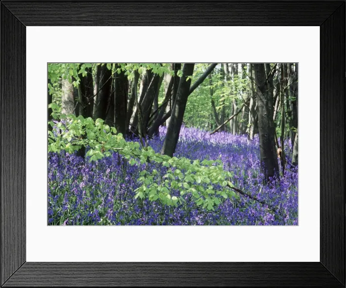 Framed Print : Bluebells DAD 578 In woodland - Kent, UK Hyacinthoides non-scripta © David Dixon / ardea. com Framed Print : Bluebells DAD 578 In woodland - Kent, UK Hyacinthoides non-scripta © David Dixon / ardea. com