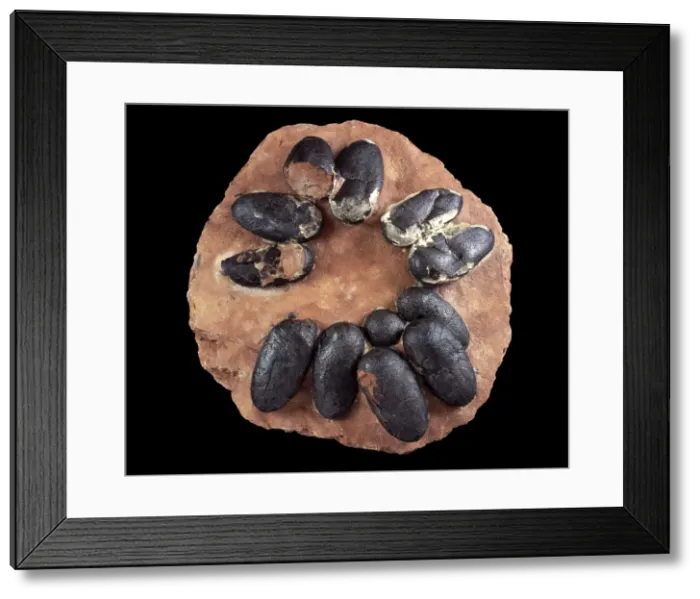 Framed Print : Dinosaurs - Theropods - Oviraptoridae Oviraptor nest; diameter 20 inches (50 centimeters). Each egg is about 6'1 / 4 (16 centimeters) Cretaceous, China Dt 988 Framed Print : Dinosaurs - Theropods - Oviraptoridae Oviraptor nest; diameter 20 inches (50 centimeters). Each egg is about 6'1 / 4 (16 centimeters) Cretaceous, China Dt 988
