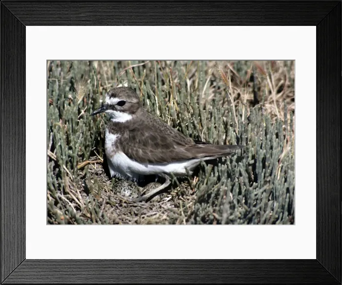 Framed Print : Double-banded Plover - female on nest with eggs Framed Print : Double-banded Plover - female on nest with eggs