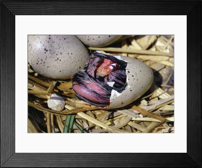 Framed Print : Coot HDD 330 Hatching series 3 of 7 Fulica atra © Hans D. Dossenbach / ardea. com Framed Print : Coot HDD 330 Hatching series 3 of 7 Fulica atra © Hans D. Dossenbach / ardea. com