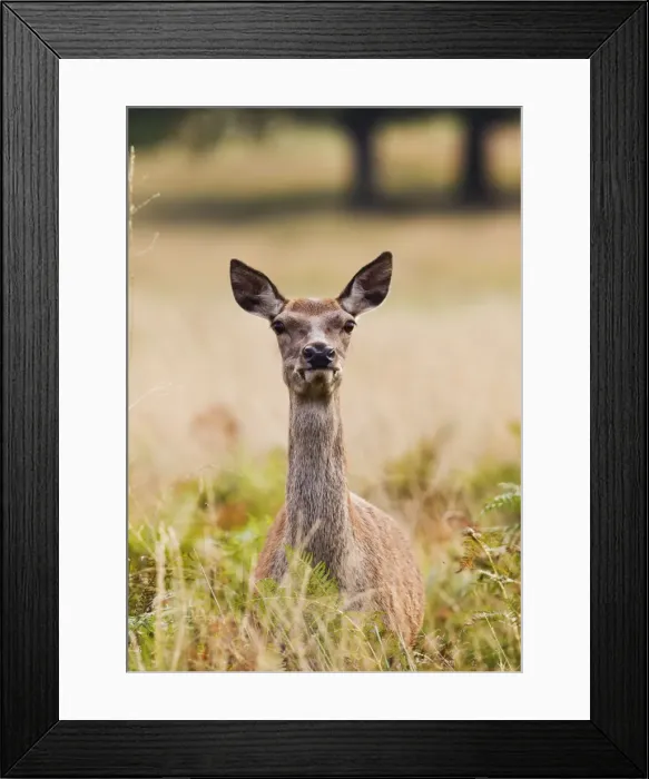 Framed Print : Red Deer - hind - close up - Richmond Park UK 14972 Framed Print : Red Deer - hind - close up - Richmond Park UK 14972