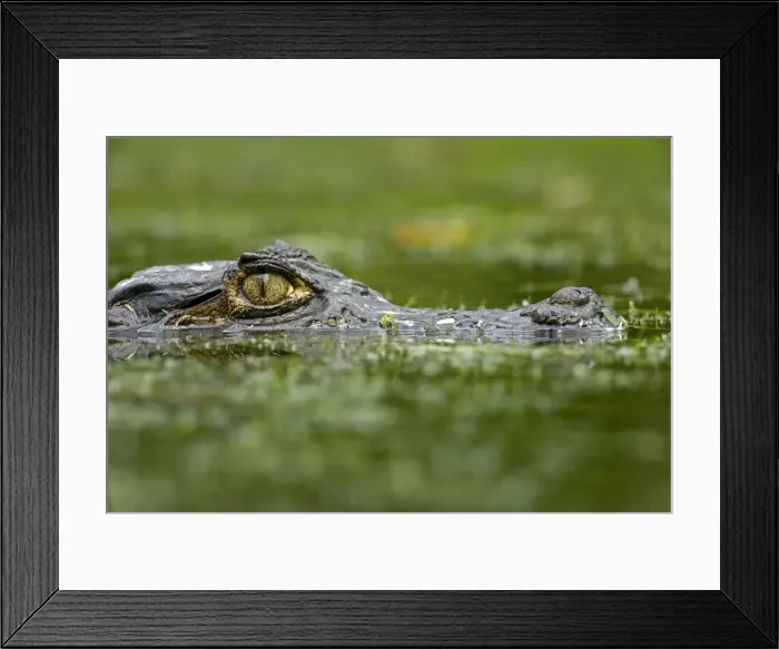 Framed Print : Spectacled Caiman - Tropical Rainforest - Costa Rica Framed Print : Spectacled Caiman - Tropical Rainforest - Costa Rica