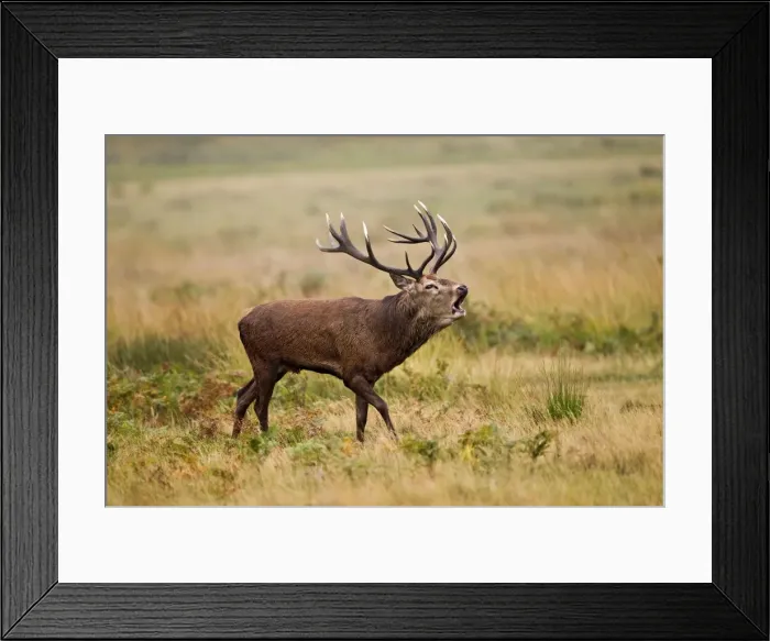 Framed Print : Red Deer - Stag roaring - Richmond Park UK 14952 Framed Print : Red Deer - Stag roaring - Richmond Park UK 14952