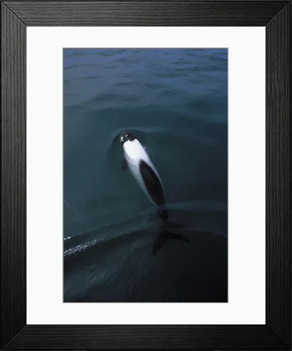 Framed Print : Commerson's Dolphin FG 12442 Near Puerto Deseado, Province Santa Cruz, coast of Patagonia, Argentina Cephalorhynchus commersonii © Francois Gohier / ardea. com Framed Print : Commerson's Dolphin FG 12442 Near Puerto Deseado, Province Santa Cruz, coast of Patagonia, Argentina Cephalorhynchus commersonii © Francois Gohier / ardea. com