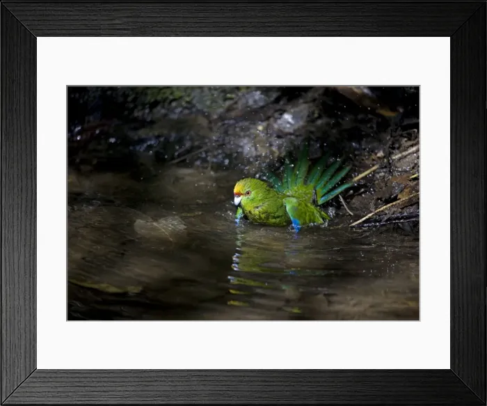 Framed Print : Yellow-crowned Parakeet - bathing on Motuara Island - Queen Charlotte Sound - South Island - New Zealand Framed Print : Yellow-crowned Parakeet - bathing on Motuara Island - Queen Charlotte Sound - South Island - New Zealand