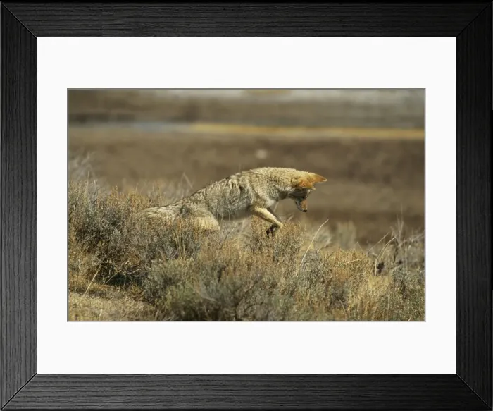 Framed Print : Coyote ED 561 Pouncing, Yellowstone National Park, USA. Canis latrans © Eric Dragesco / ARDEA LONDON Framed Print : Coyote ED 561 Pouncing, Yellowstone National Park, USA. Canis latrans © Eric Dragesco / ARDEA LONDON