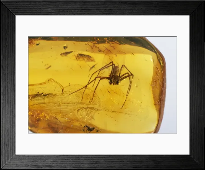 Framed Print : Amber Spider trapped inside, Baltic region, 45 million years old Framed Print : Amber Spider trapped inside, Baltic region, 45 million years old