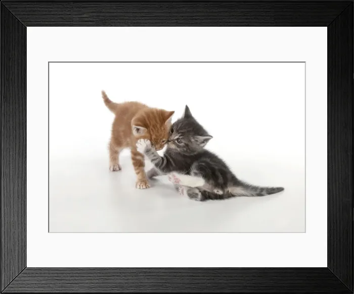 Framed Print : Cat - Ginger and Grey Tabby kittens playing Framed Print : Cat - Ginger and Grey Tabby kittens playing
