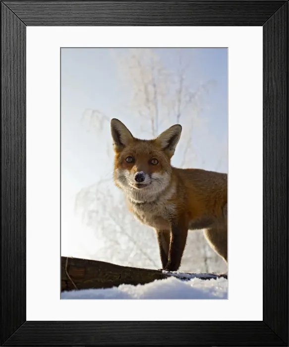 Framed Print : Red Fox - in snow close up - controlled conditions 15800