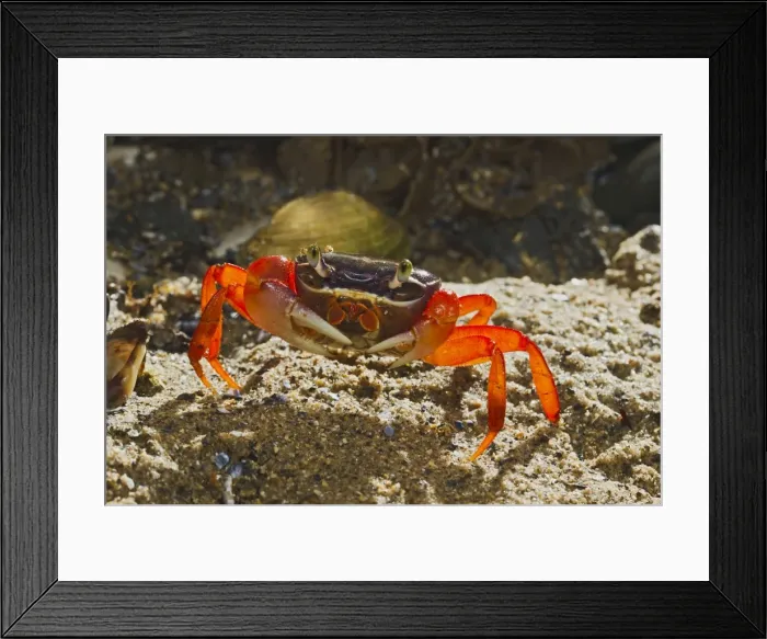 Framed Print : Rainbow / Halloween / Moon Crab - close up - on sea shore - controlled conditions 14599 Framed Print : Rainbow / Halloween / Moon Crab - close up - on sea shore - controlled conditions 14599