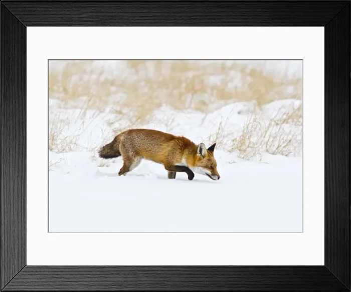Framed Print : Red Fox - in snow - controlled conditions 15492 Framed Print : Red Fox - in snow - controlled conditions 15492